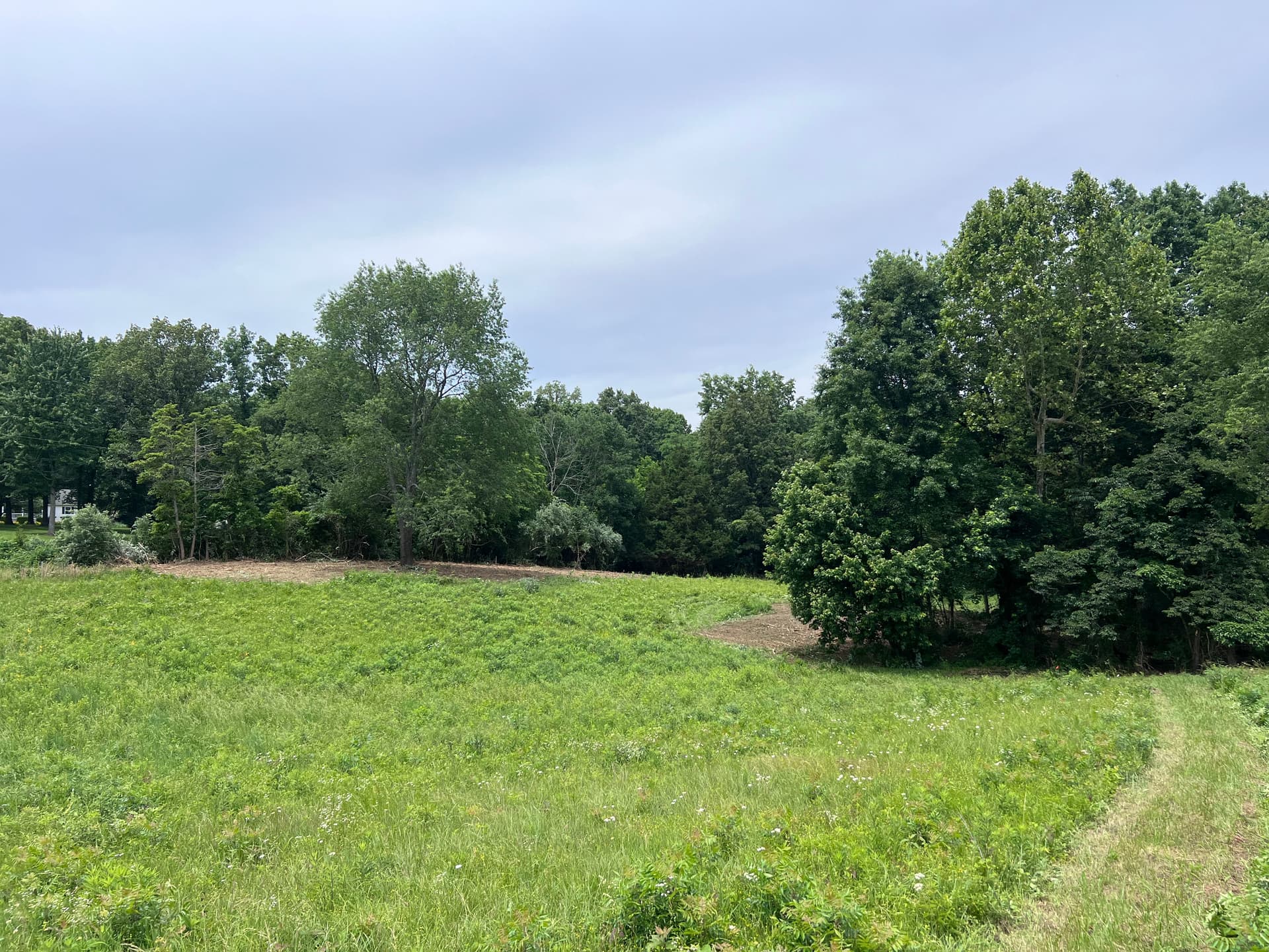 Gallery photos for Forestry Mulching Clears Years of Overgrowth in Wayne City IL: Image #1
