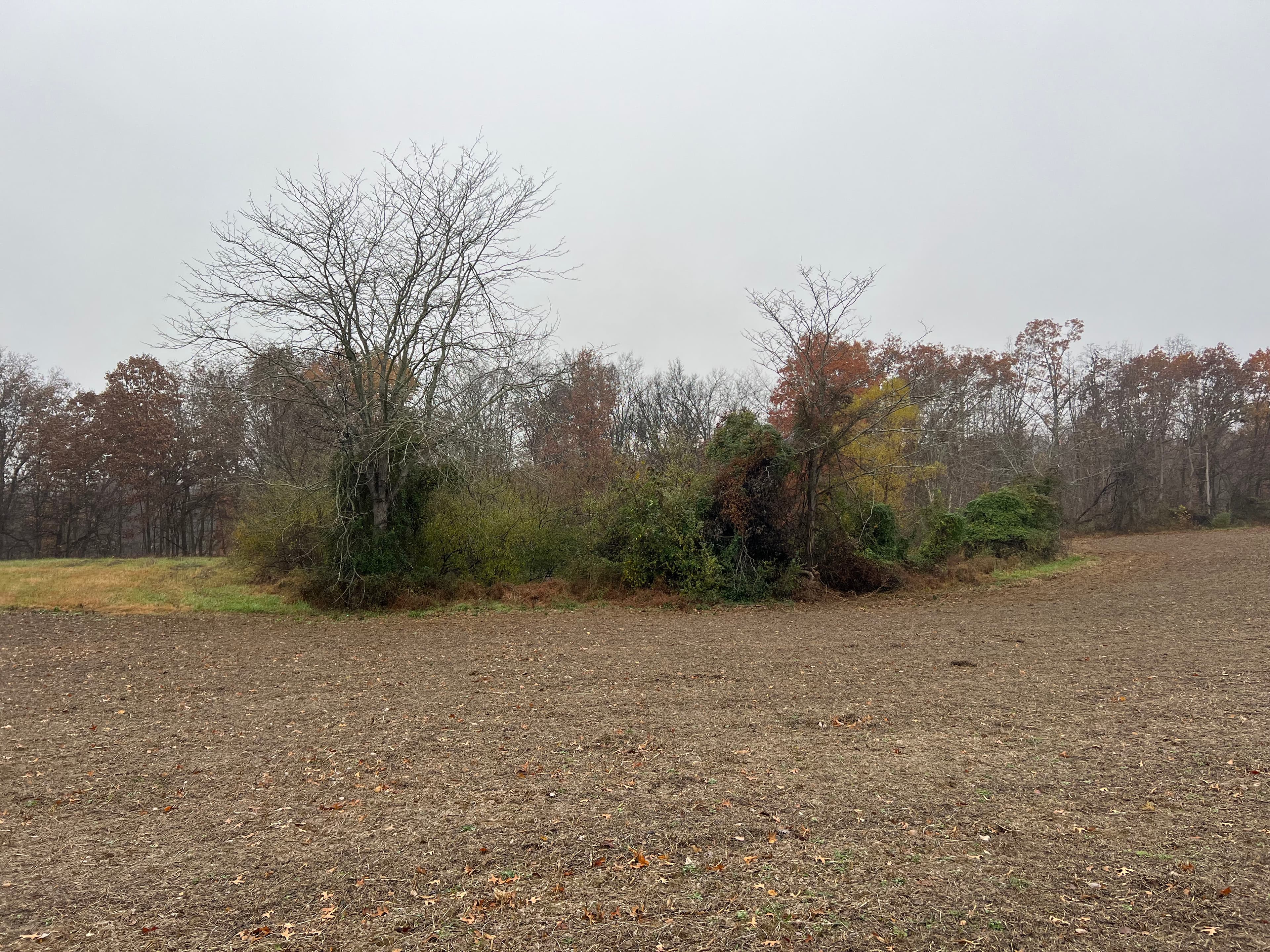 Project Fence Row Clearing and Pond Brush Removal in Norris City image