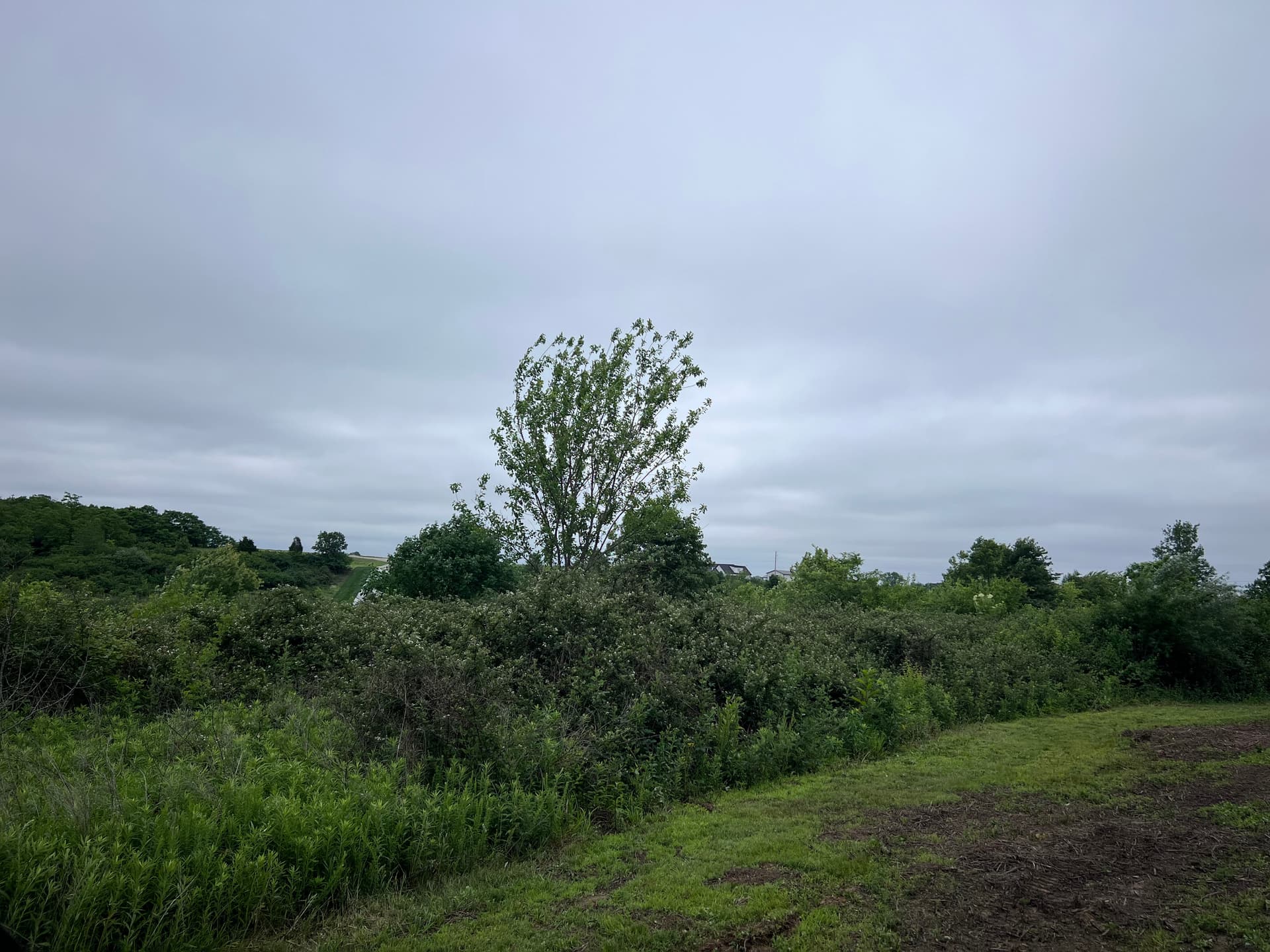Gallery photos for Clearing a Southern Illinois Lakefront Property for a Future Home Build: Image #2