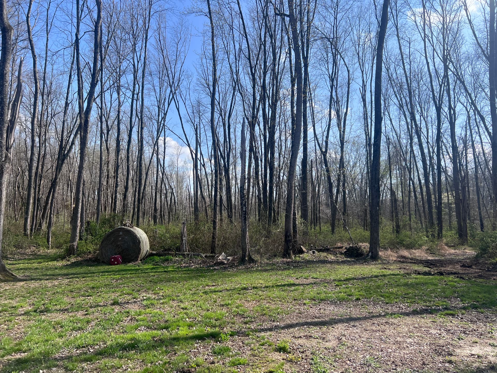 Gallery photos for Overgrown Woods Cleared for Trails and Shooting Lanes in Southern Illinois: Image #4