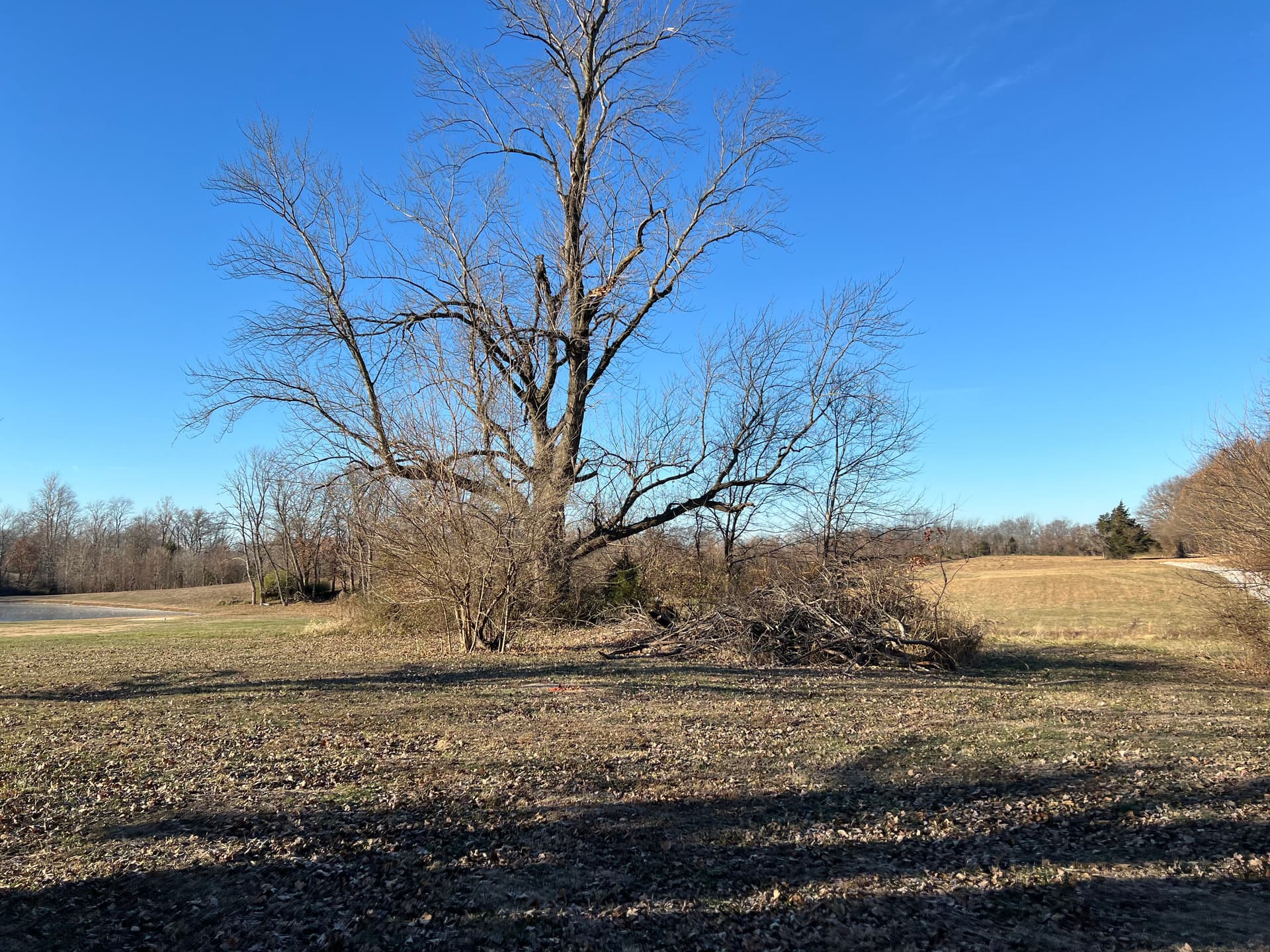 Gallery photos for Land Clearing Success in White County: Image #4