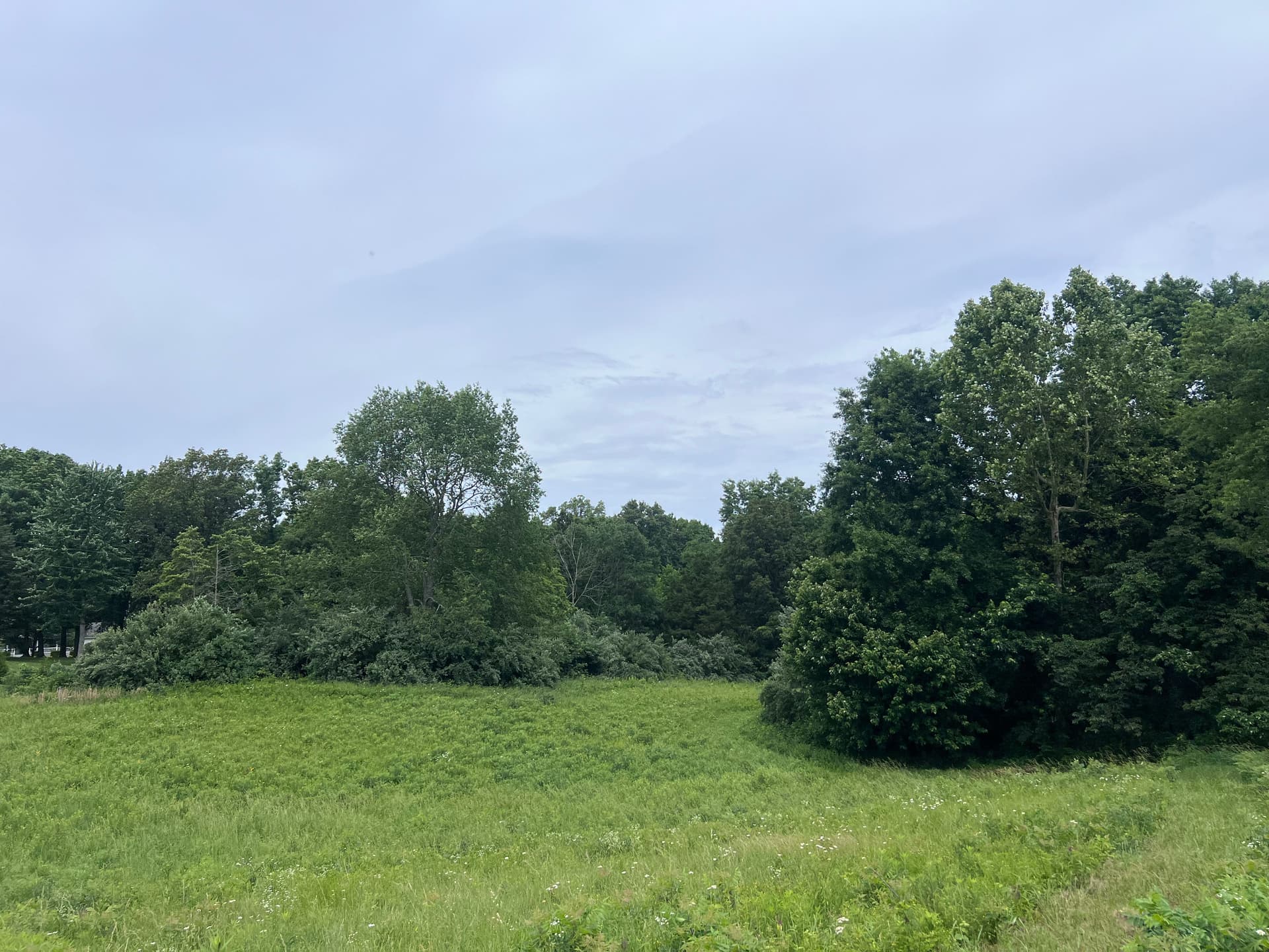 Forestry Mulching Clears Years of Overgrowth in Wayne City IL image