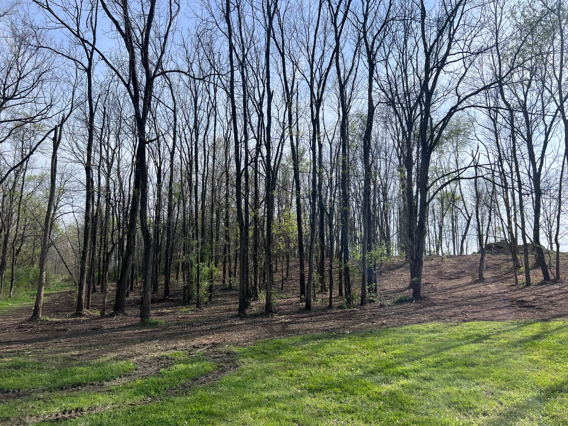 Gallery photos for New Build Lot Clearing and Forestry Mulching in Southern Illinois: Image #3