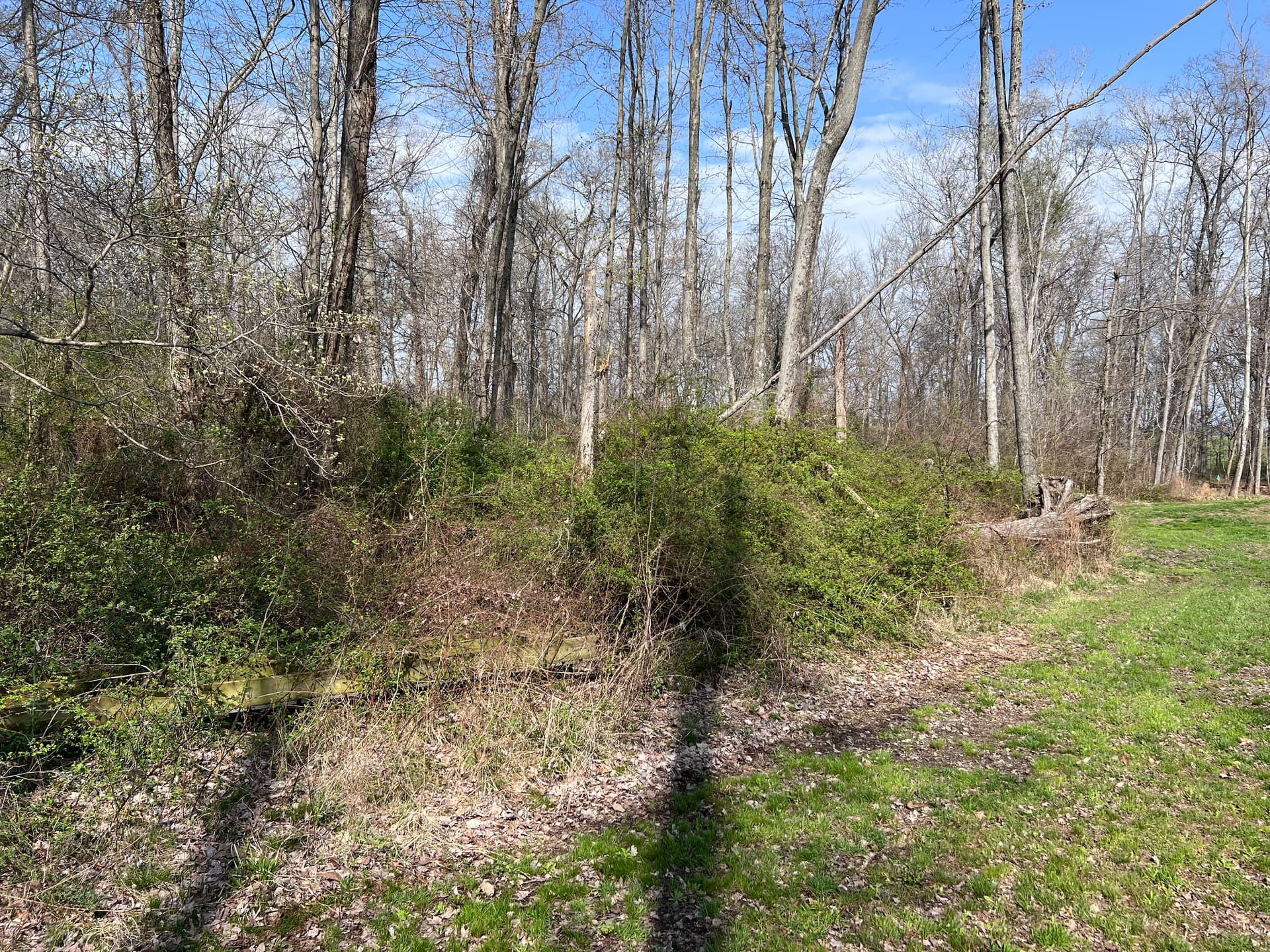 Gallery photos for Overgrown Woods Cleared for Trails and Shooting Lanes in Southern Illinois: Image #2