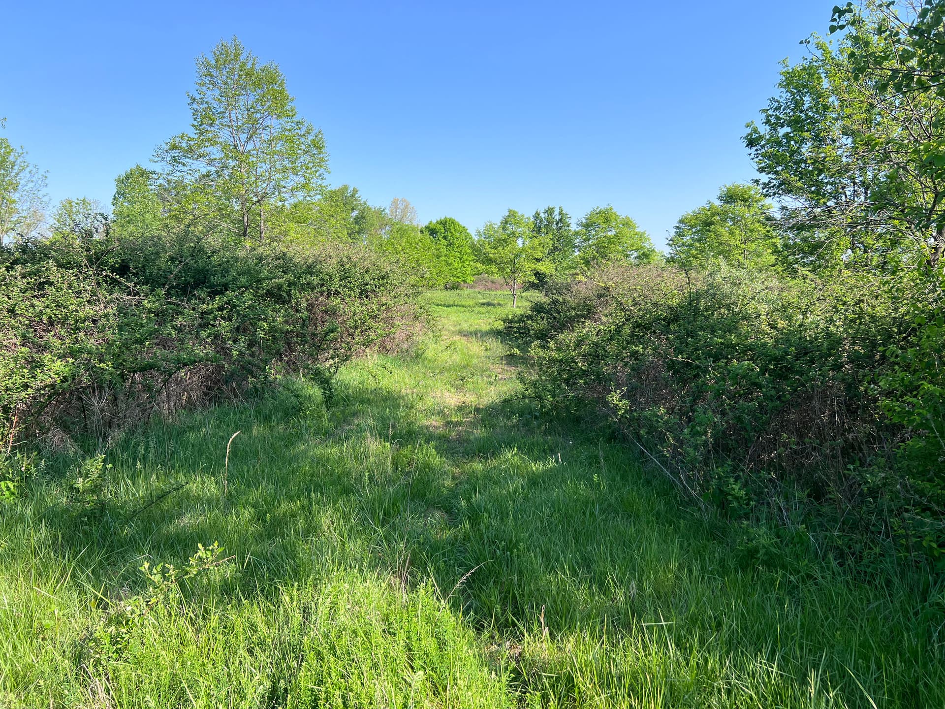 Clearing a Southern Illinois Lakefront Property for a Future Home Build image