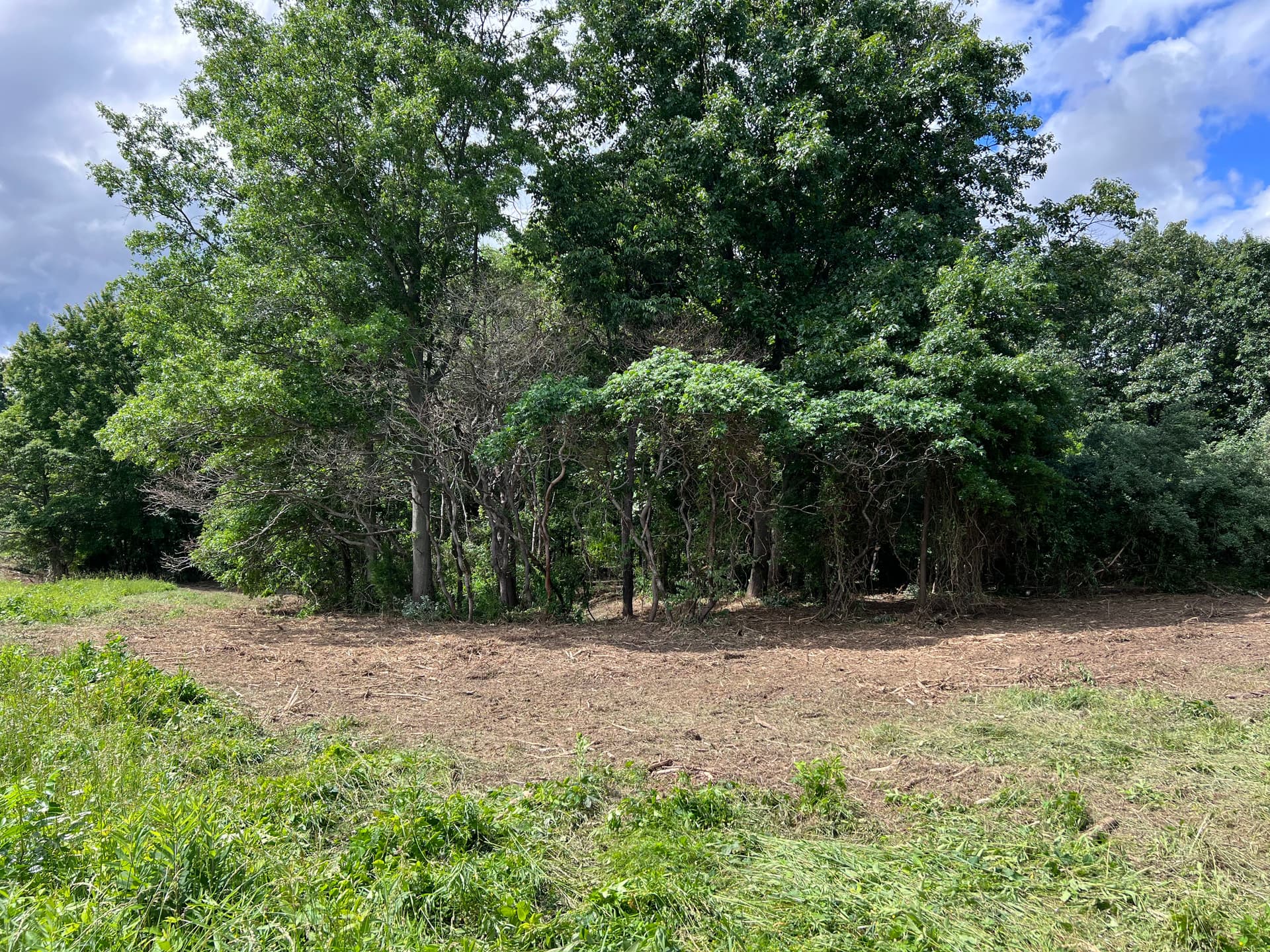 Gallery photos for Forestry Mulching Clears Years of Overgrowth in Wayne City IL: Image #3