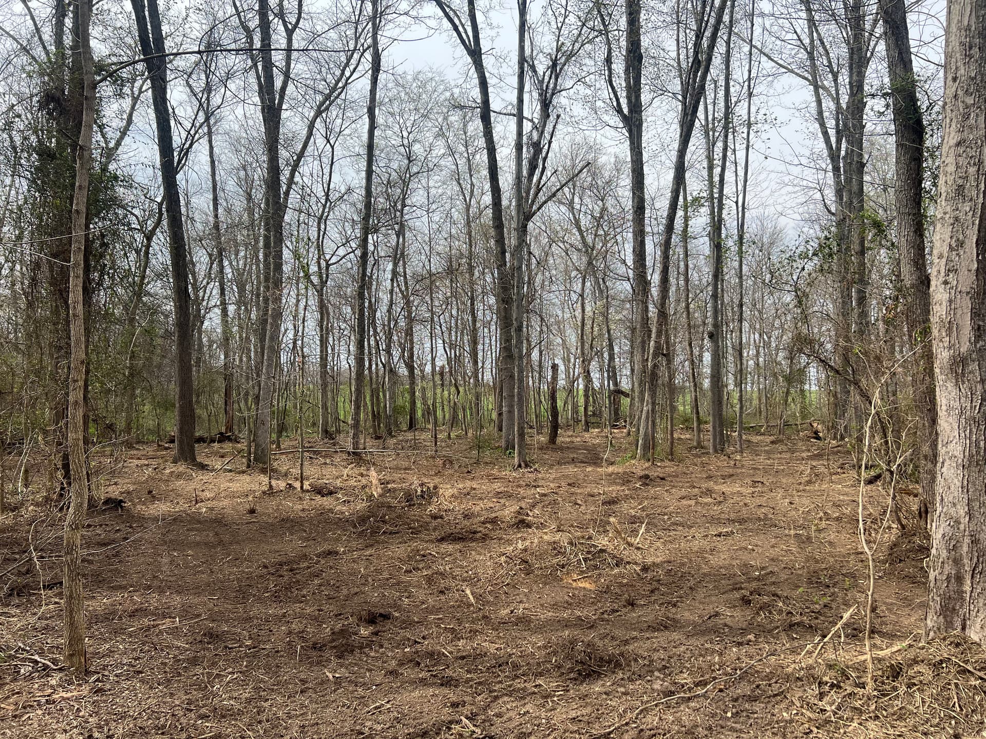 Gallery photos for Overgrown Woods Cleared for Trails and Shooting Lanes in Southern Illinois: Image #3