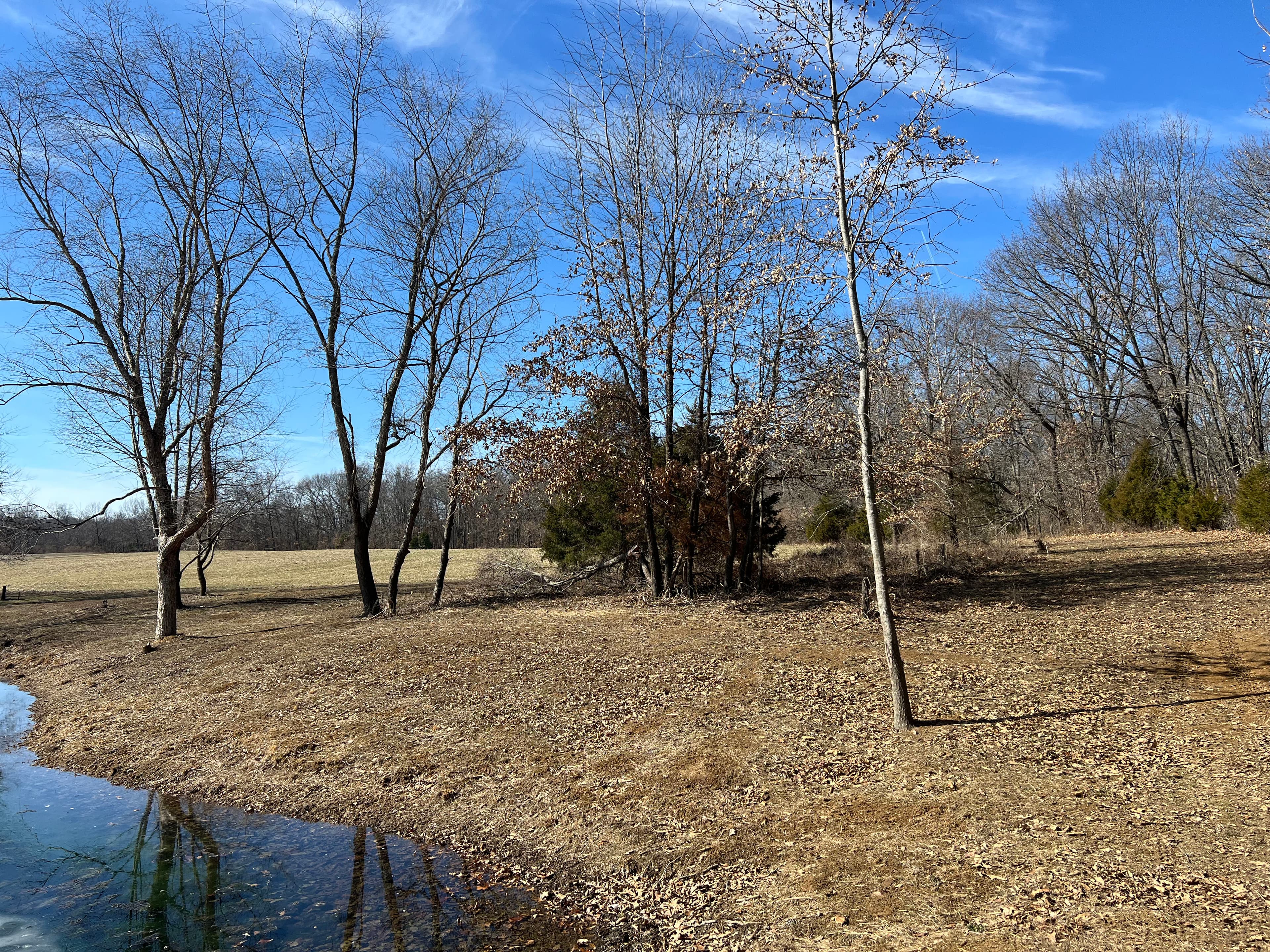 Project Tree Removal with Land Leveling Made Simple image