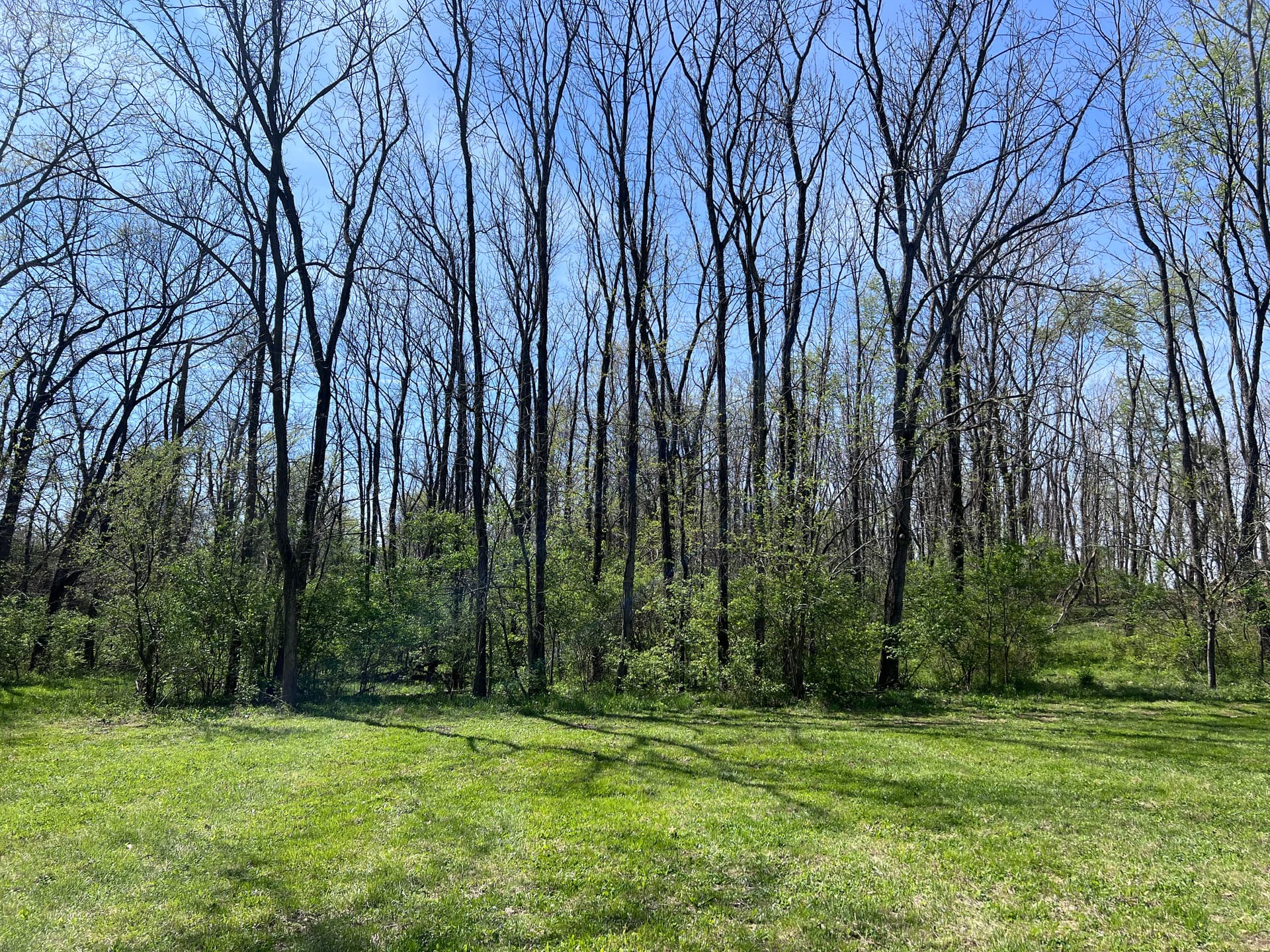 Gallery photos for New Build Lot Clearing and Forestry Mulching in Southern Illinois: Image #2