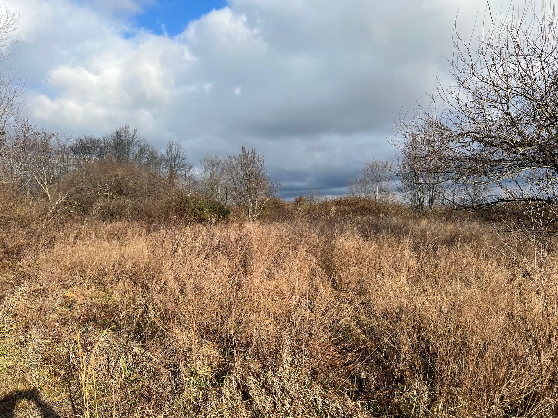 Gallery photos for Field Clearing for New Home Build: Image #2