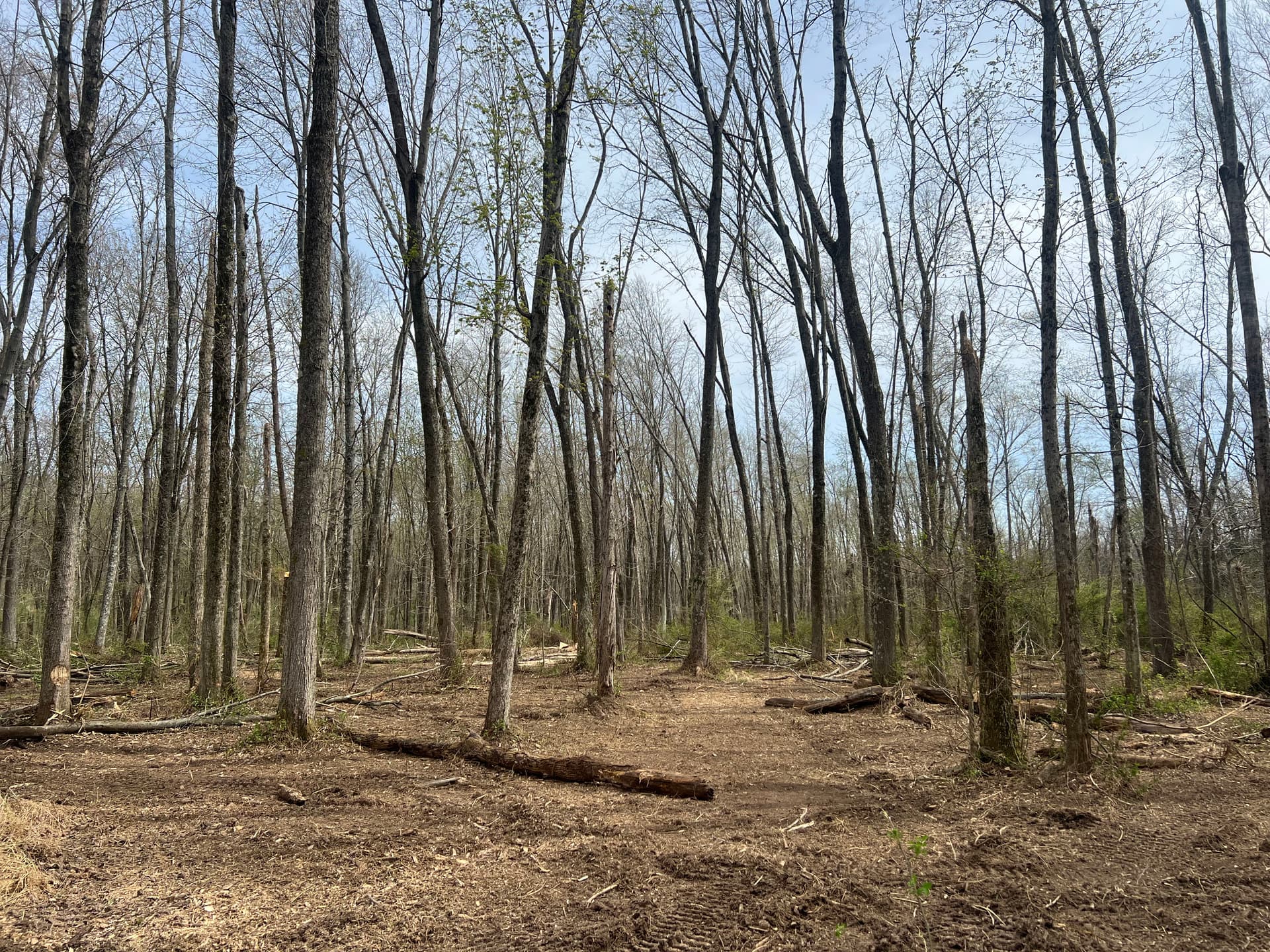 Gallery photos for Overgrown Woods Cleared for Trails and Shooting Lanes in Southern Illinois: Image #5