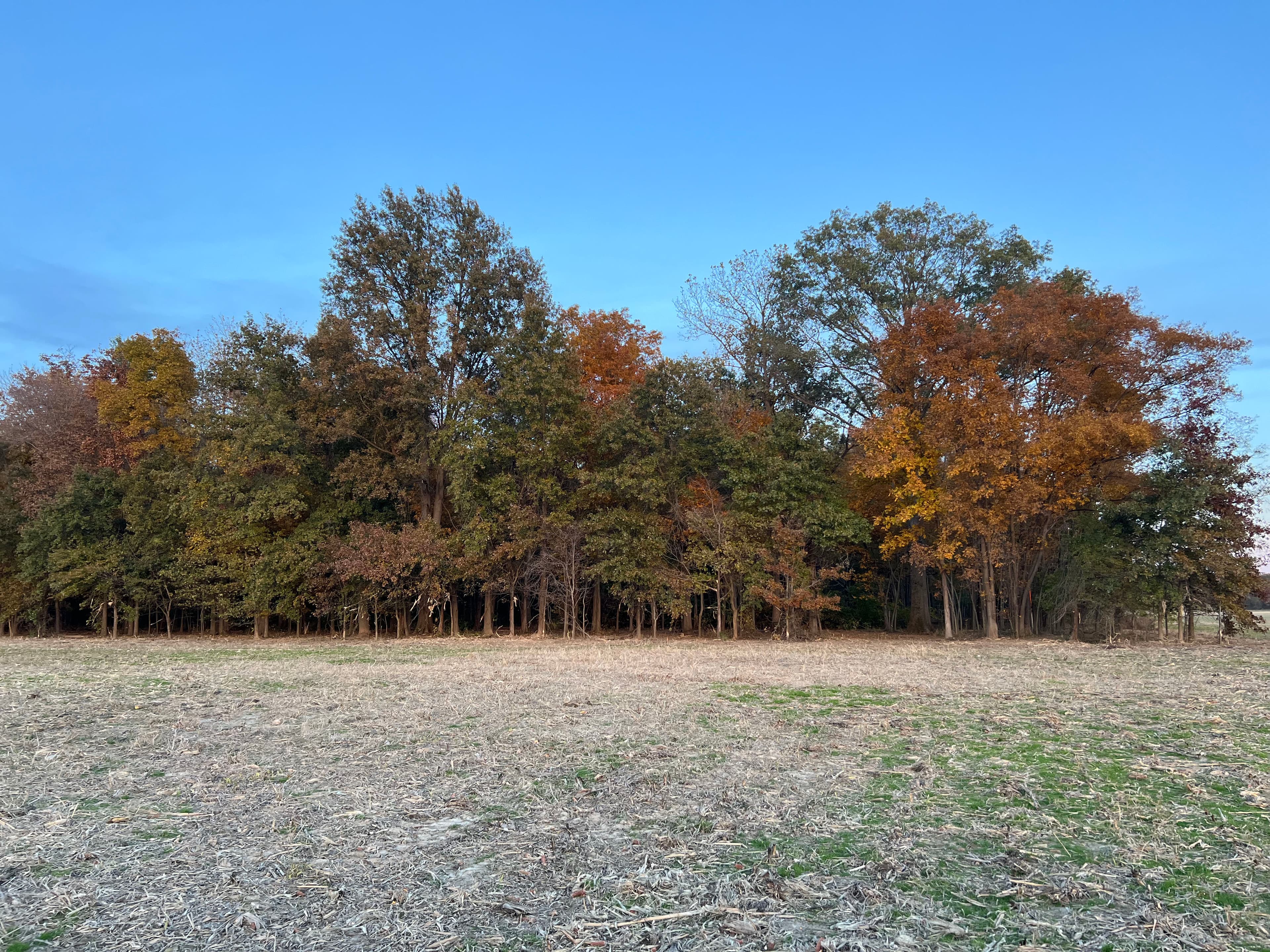 Project Clearing Underbrush for Easier Tree Removal image