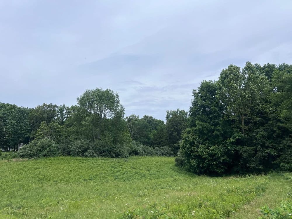 Lush green field bordered by dense trees under a cloudy sky. Ideal for nature enthusiasts.