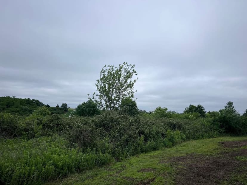 Lush greenery and a solitary tree under a cloudy sky in a scenic landscape.