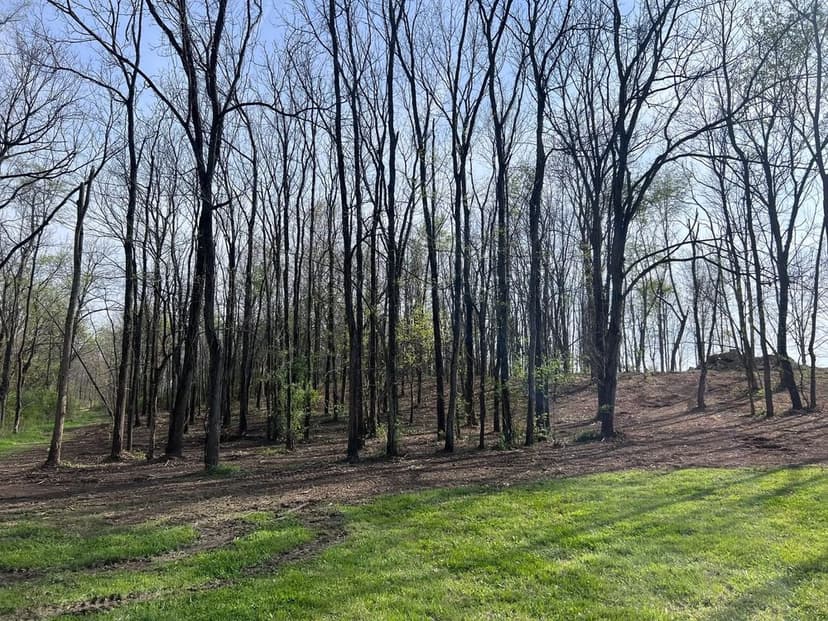 Bare trees in a sunny forest clearing with fresh green grass and a dirt path.