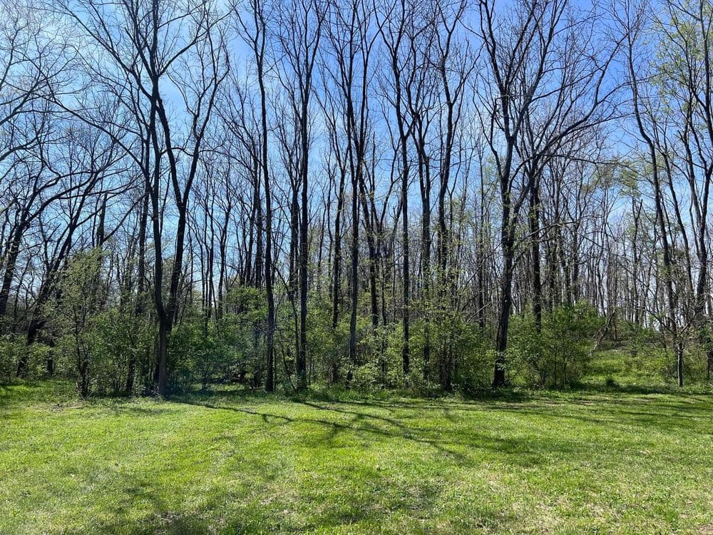 Barren trees in a sunny forest clearing with lush green grass and shrubs.