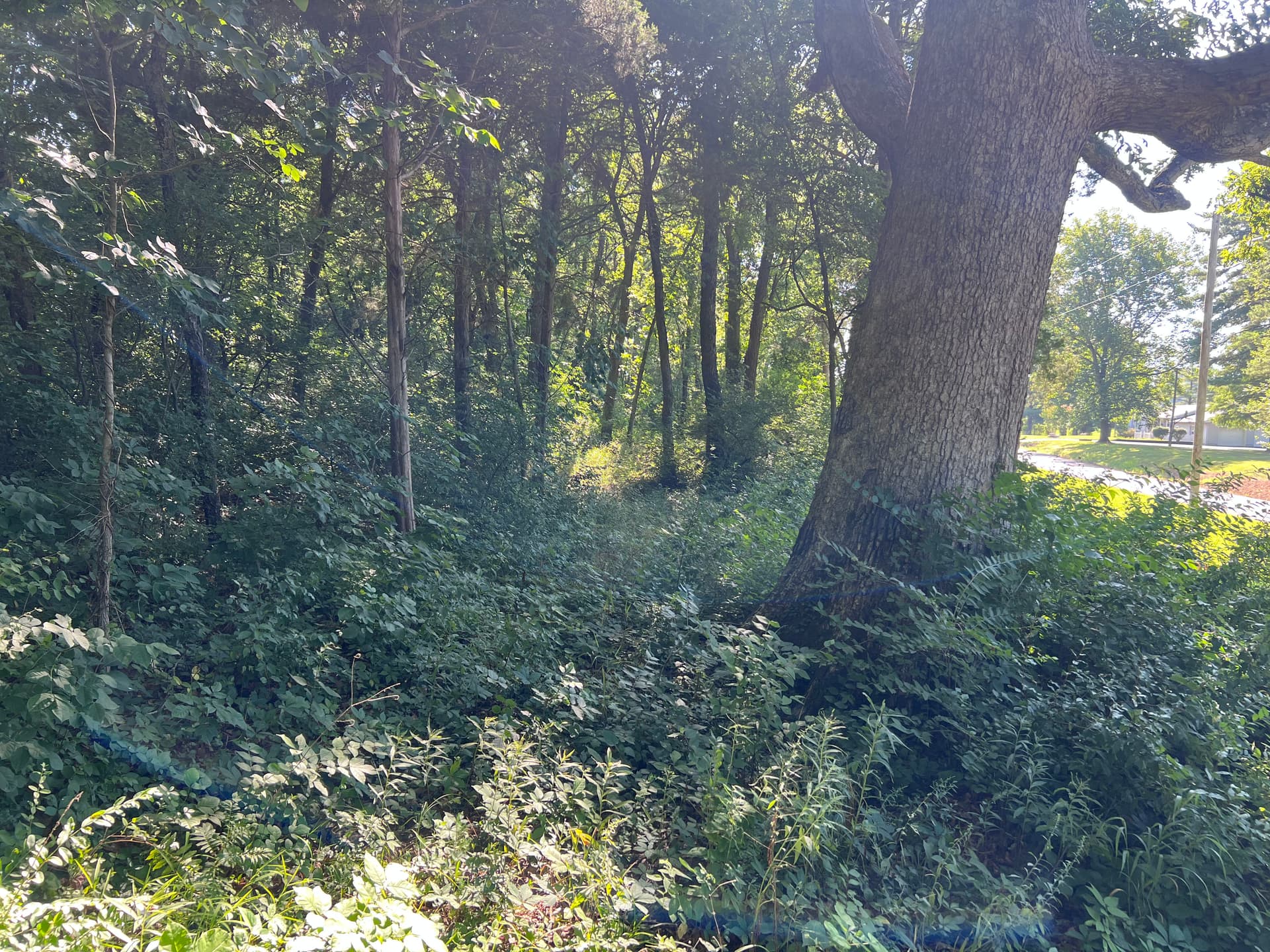 Overgrown Woodland Trails Cleared Wide Open for Family Use image