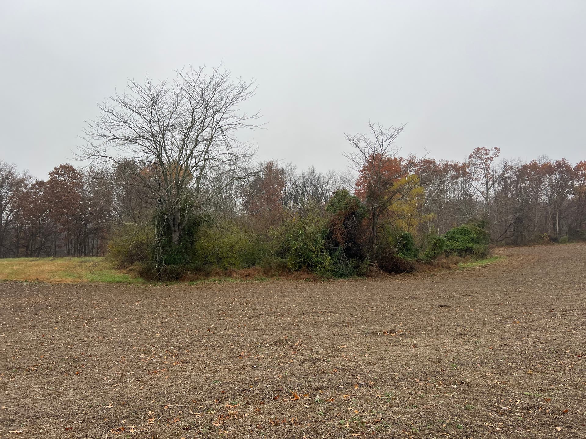 Fence Row Clearing and Pond Brush Removal in Norris City image