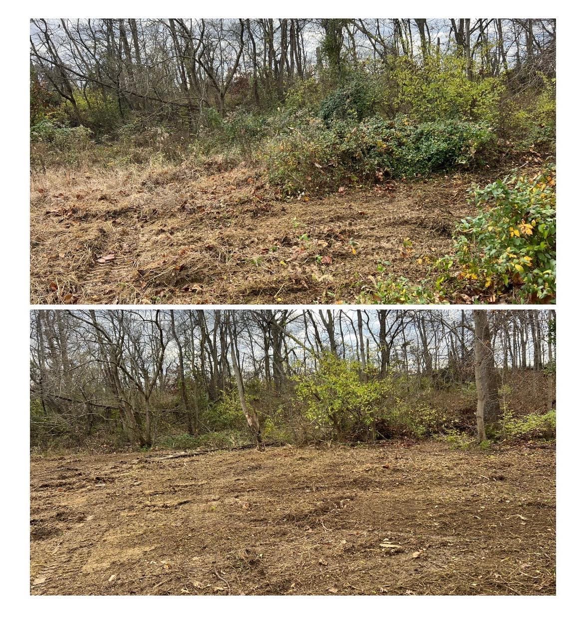 Before and after images of land cleared of underbrush in a wooded area.