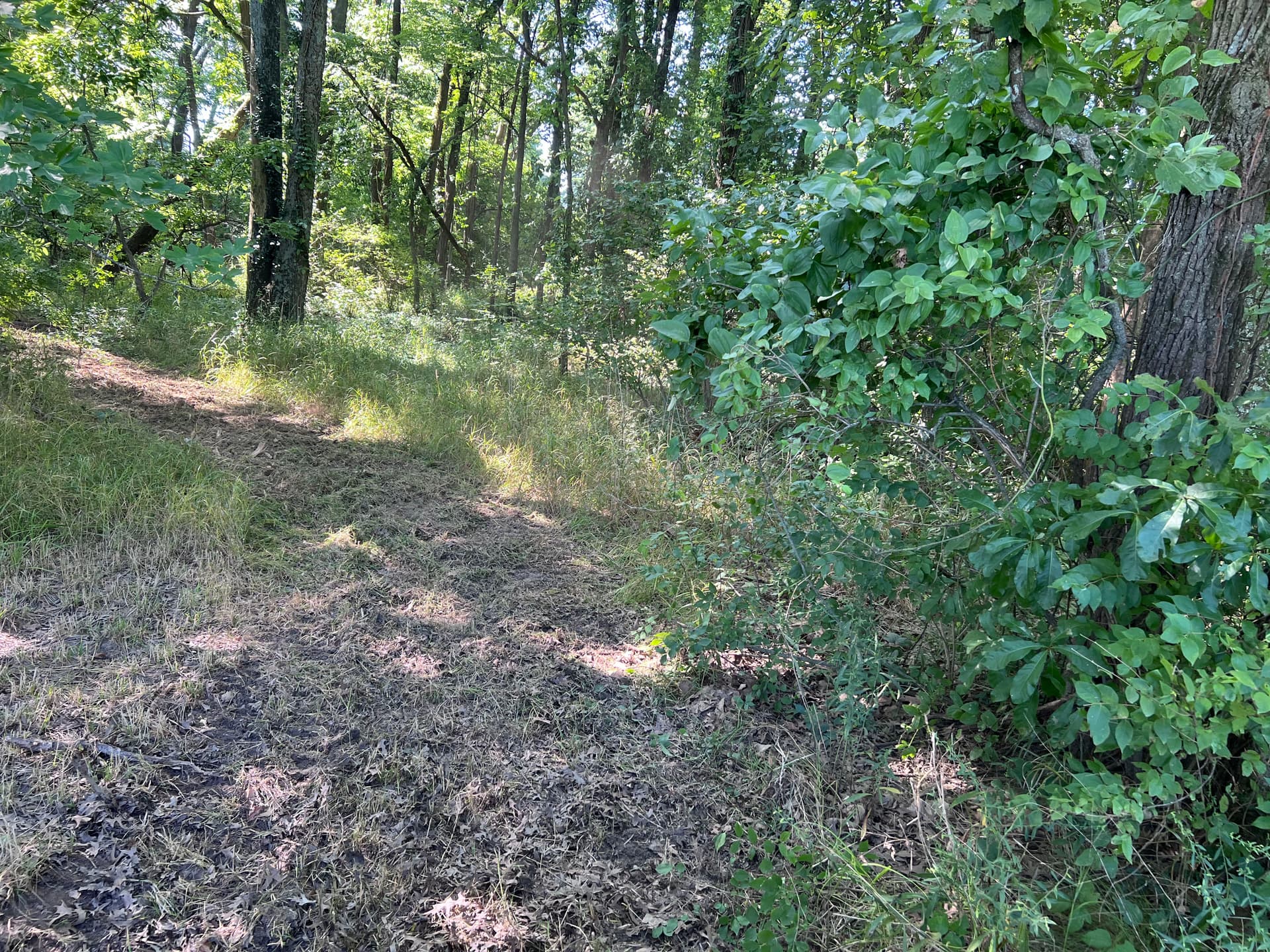 Gallery photos for Overgrown Woodland Trails Cleared Wide Open for Family Use: Image #4