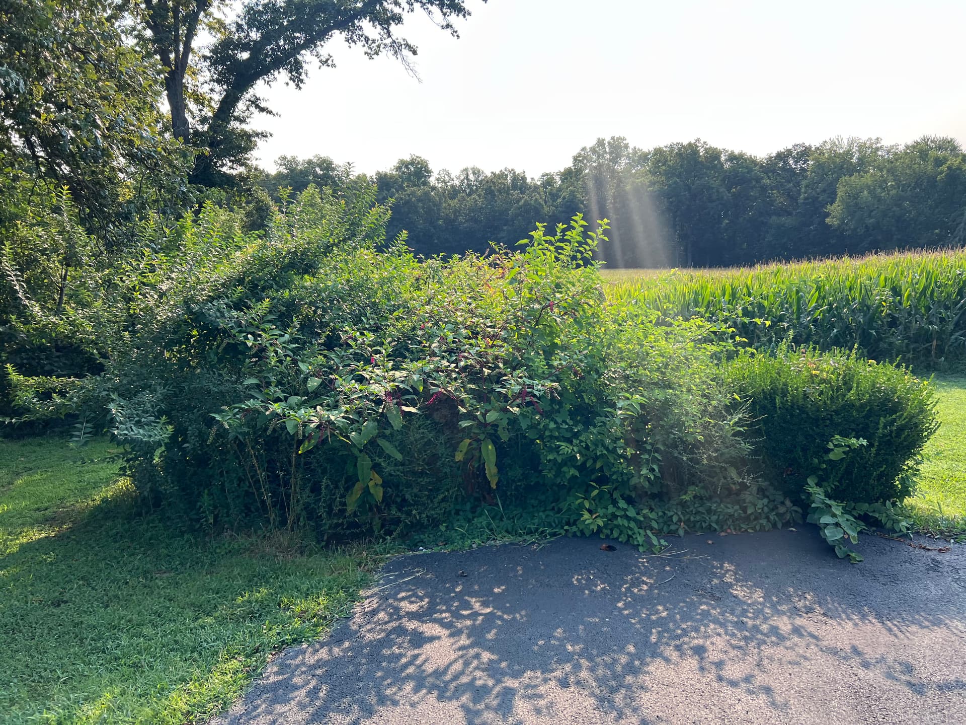 Stump Removal and Site Grading on Two Properties in Wayne County IL image