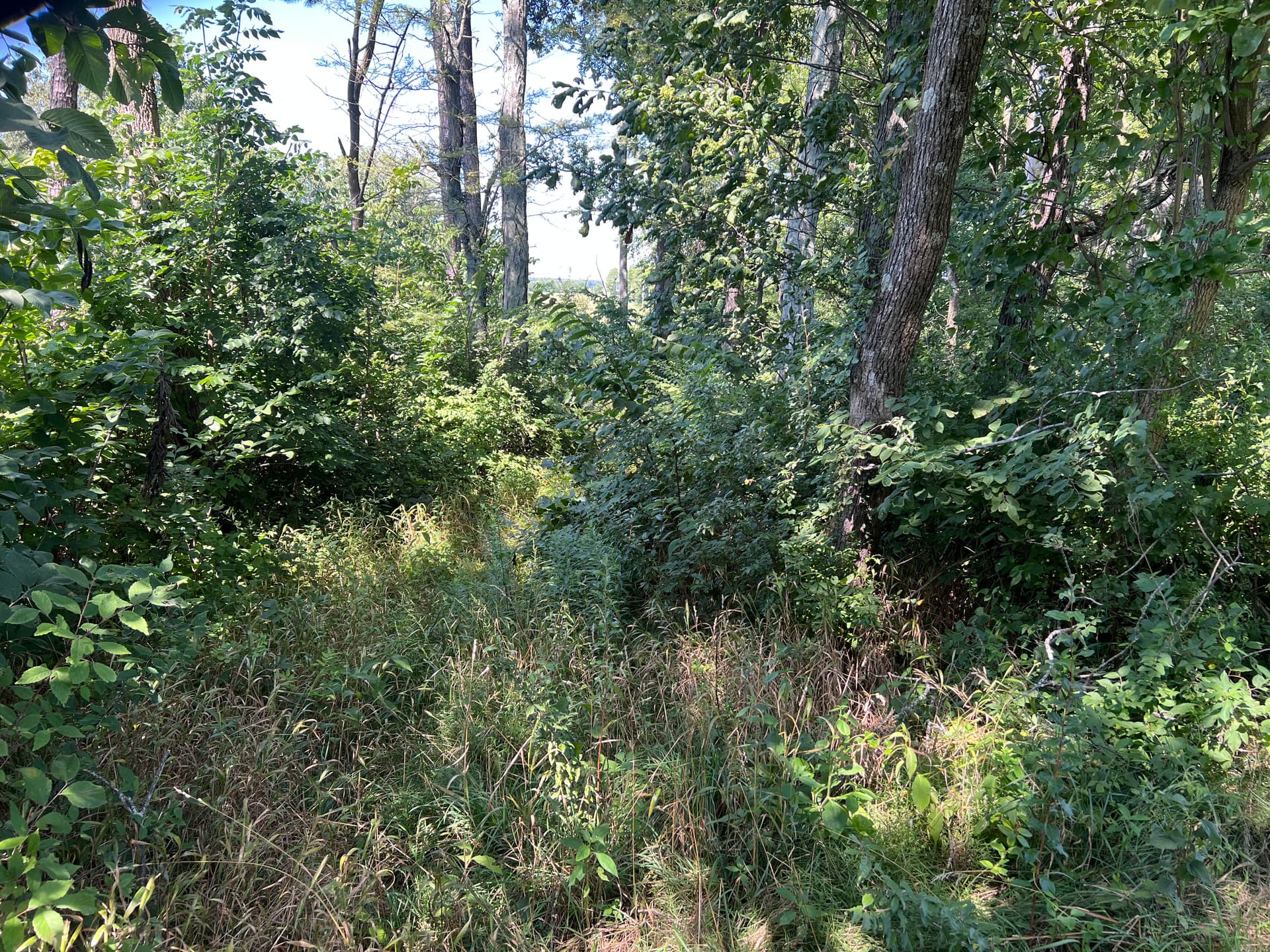 Gallery photos for Overgrown Woodland Trails Cleared Wide Open for Family Use: Image #2